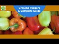 Pepper Growing Tips - The Complete Guide To Growing Great Peppers Pepper Growing Tips - The Complete Guide To Growing Great Peppers