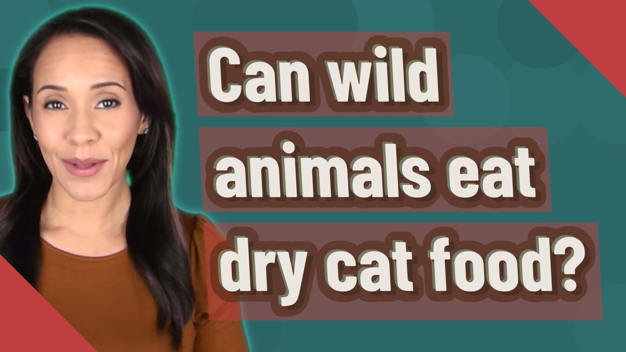 Can wild animals eat dry cat food? YouTube