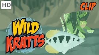 Wild Kratts - Archerfish Target Practice - Learn Something New
