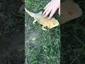 Очень крутая ящерка 🦎