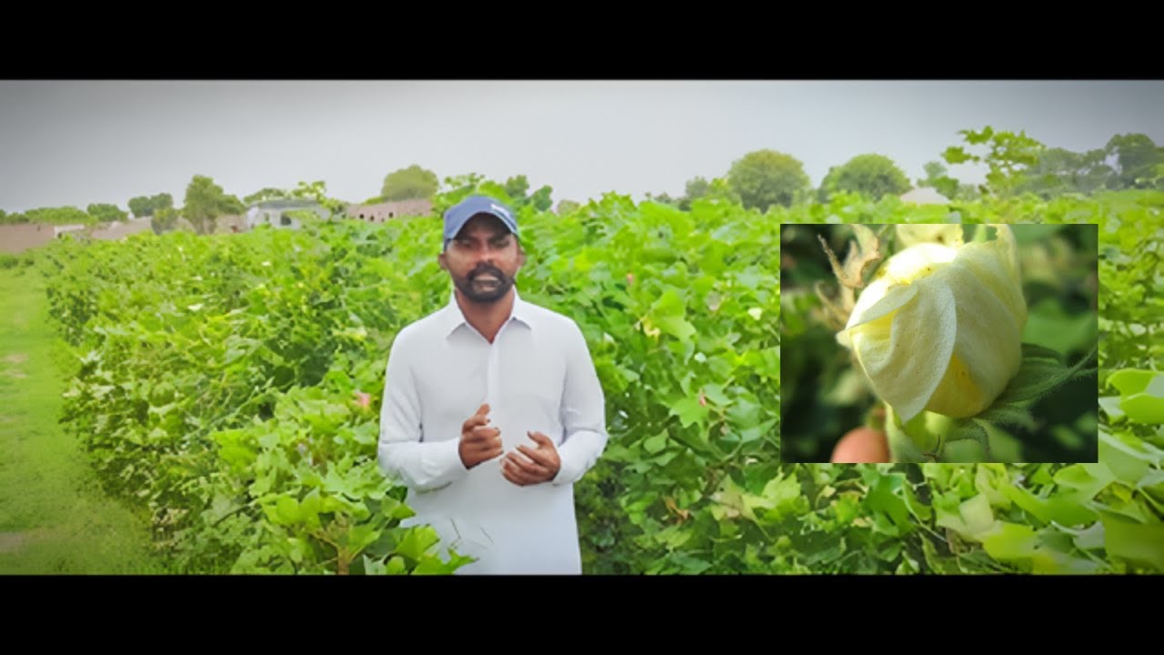 Defeating Ghulabi Sundi in Cotton Fields: Optimal Pest Control ...