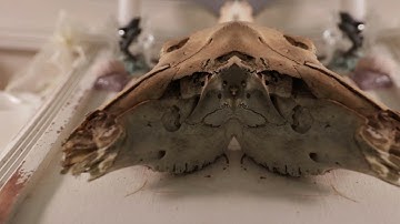 Final Project (2nd Year) Short Film/Music Video