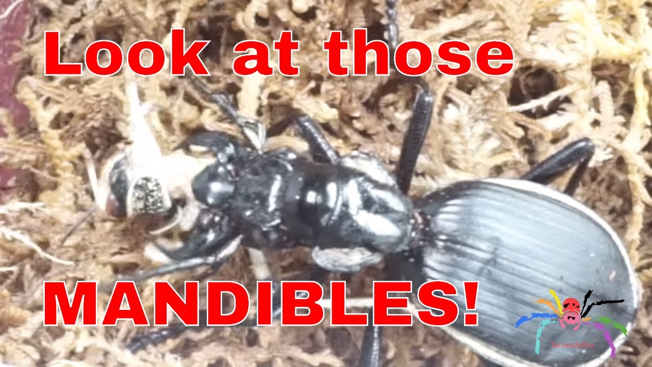 African Predatory Beetle time-lapse feeding