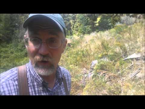 Organic Weed Control at Alderspring - Houndstongue