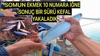 KOCAMAN KEFALLER  AVLADIK | SOMON EKMEK İÇİ YEM KULLANDIK İRİ KEFAL AVLADIK #kefalavı #kefaloltası