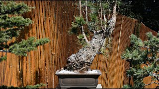 Huge Trunk into a Small Pot an Austrian Black Pine Story  Arkefthos Bonsai