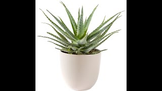 Aloe Vera Plant For Good Luck and Prosperity