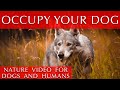 Nature Video for Dogs and Humans | Occupy Your Dog