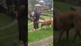 Dog Grabs Pizza While Person Watches Concert