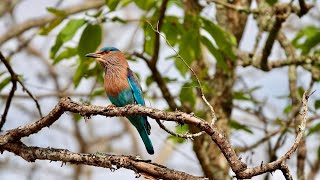 Day 114 of 180 Days Around the World Cruise  Birds of Nagarhole