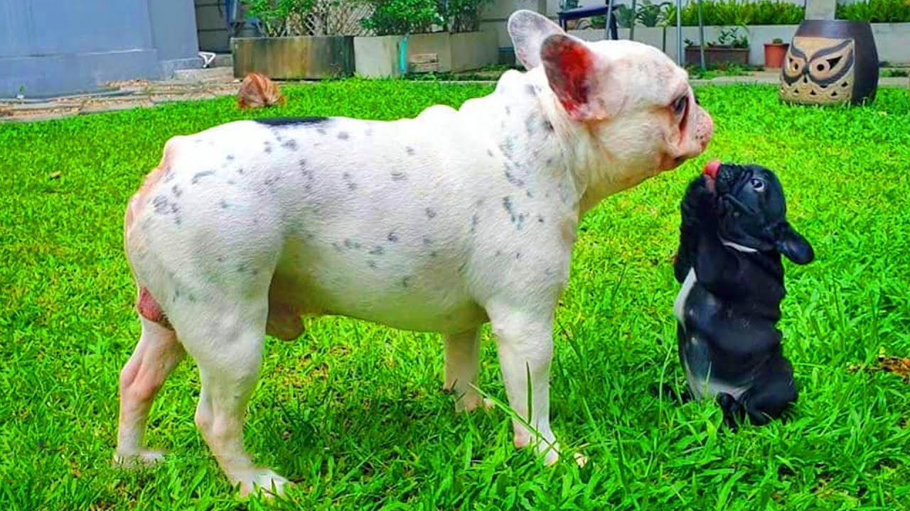 FRENCH BULLDOG PUPPIES 🐶 Cute and Funny French Bulldogs doing funny Things # 02 (2021)