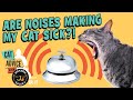 Can Sounds Cause Cats to Have Seizures? YES!