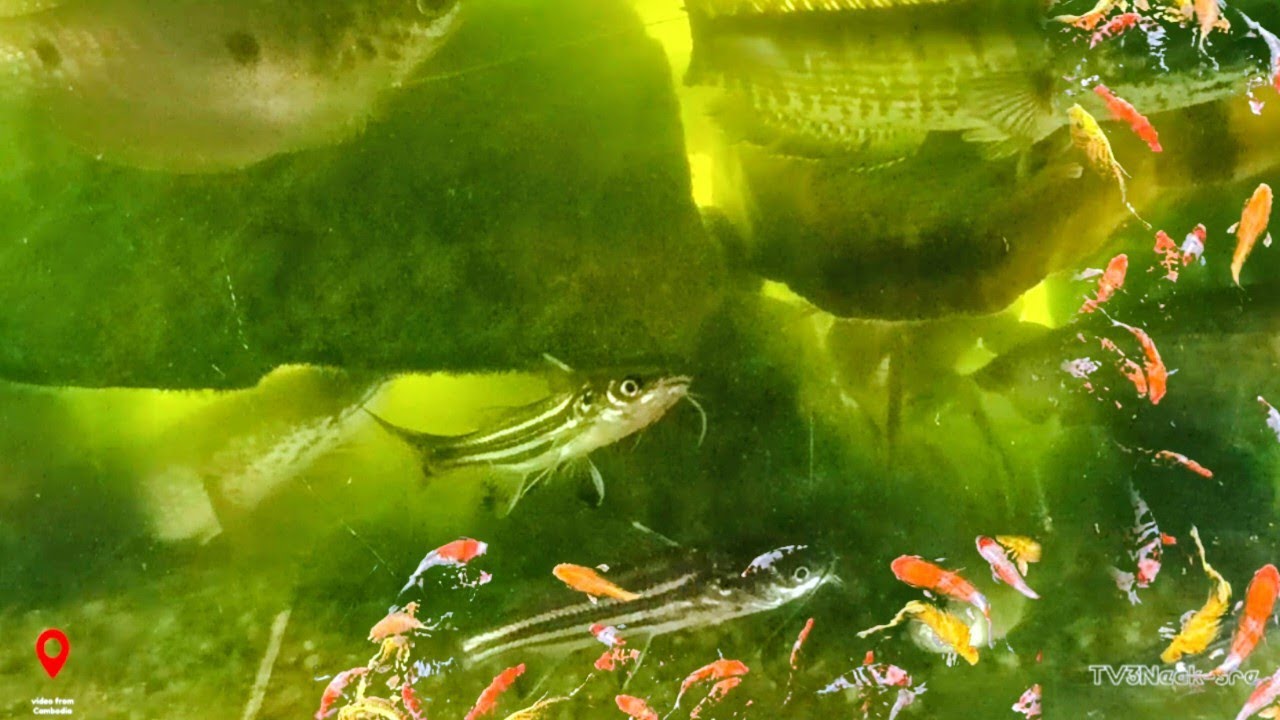Colorful Fish Swimming Together in Freshwater