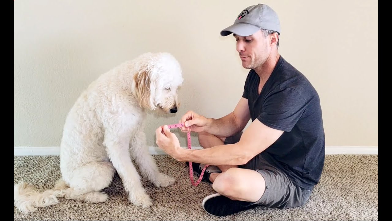 How to size your dog's paws for boots YouTube