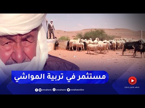 المنيعة الحاج الشايش خبرة في تربية المواشي بالأراضي الرعوية الصحراوية