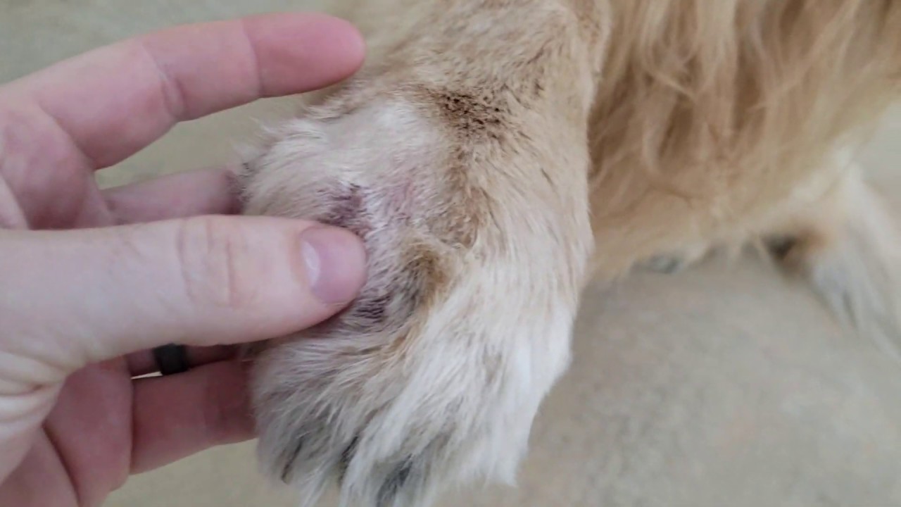 Retriever Injured Paw Update | Oshies - YouTube