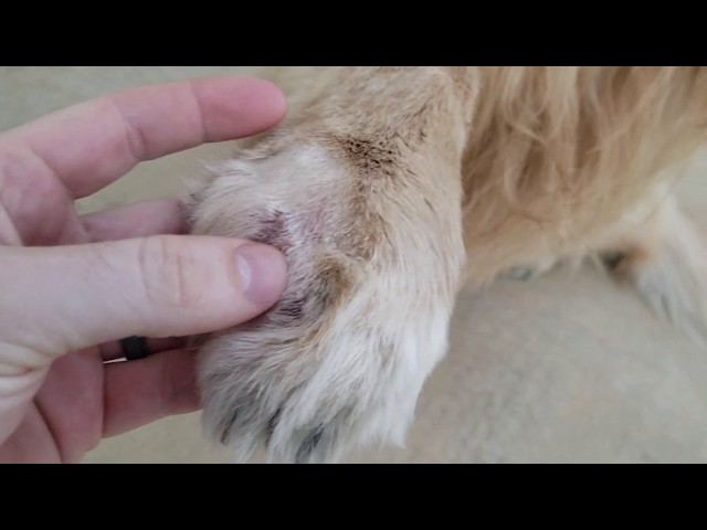 Retriever Injured Paw Update | Oshies - YouTube