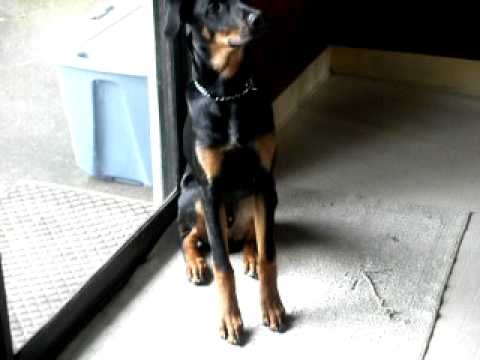 55+ Doberman German Shepherd Cross Rottweiler