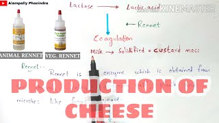 Production of cheese by fermentation | Preperation of cheese | Bio science