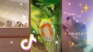 Just Frogs 🐸 tiktok compilation
