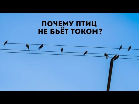 Почему птиц не бьет током на проводах? 🥺