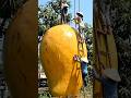 world's largest mango