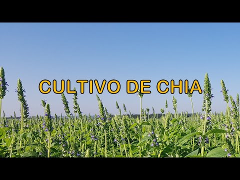 Vídeo: O que é uma planta de chia - informações sobre as condições de cultivo da planta de chia