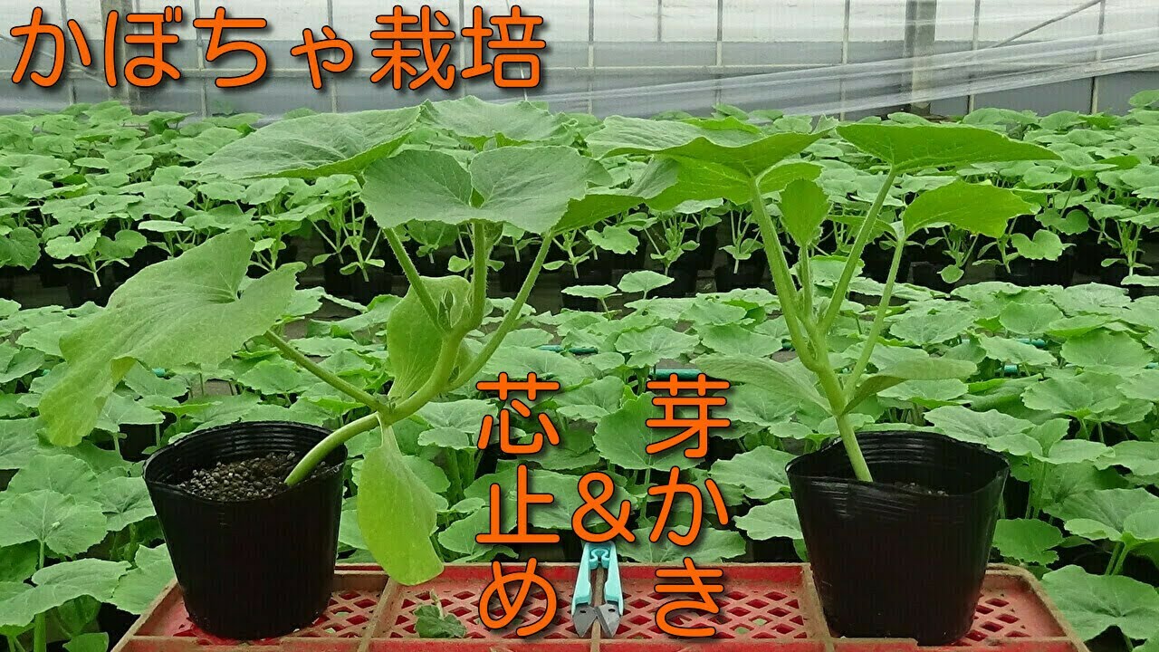 芯止め 芽かきのやり方 かぼちゃ栽培の種蒔きから1カ月 Youtube