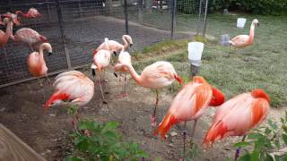Flamingo fight club