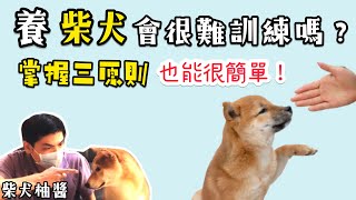 柴犬 會難訓練嗎三個方法一次搞定❗這個口訣要記下來哦❗ 柴犬柚醬 醬拔頻道