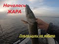 Началась ЖАРА.  Щука атакует воблера.  Рыбалка на щуку.