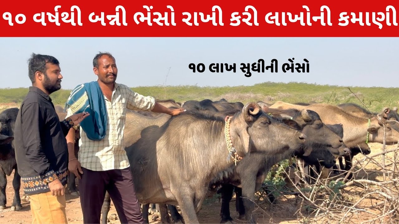 બન્ની ભેંસો જે ઓછા ખર્ચે વધુ નફો આપે💸