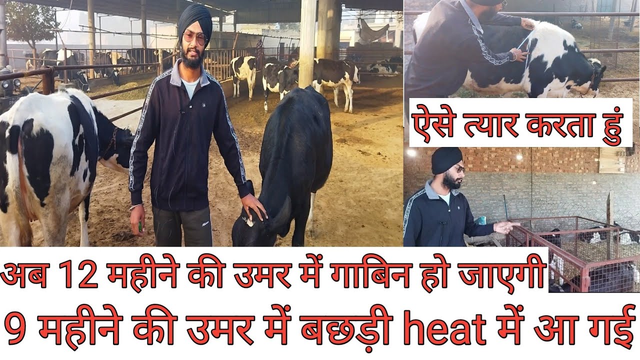 bachdi ko heat me kaise laye।बछड़ी को कैसे तैयार करें।A.I का सही समय । Feed of calf। Top hiefers।