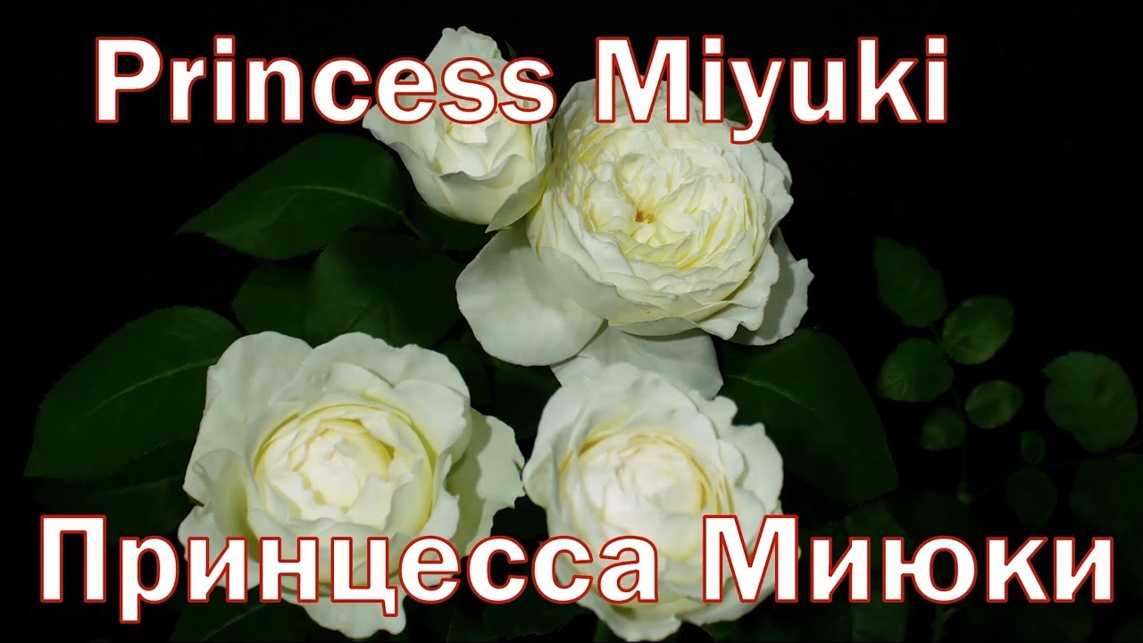 Принцесса миюки. Принцесса Миюки (Princess Miyuki).