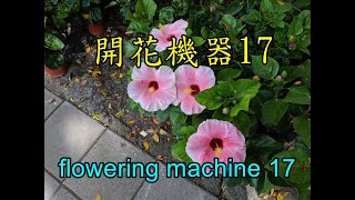 天天開花(17)朱槿| 全年開花| 容易種植Flower every day (17 ... 