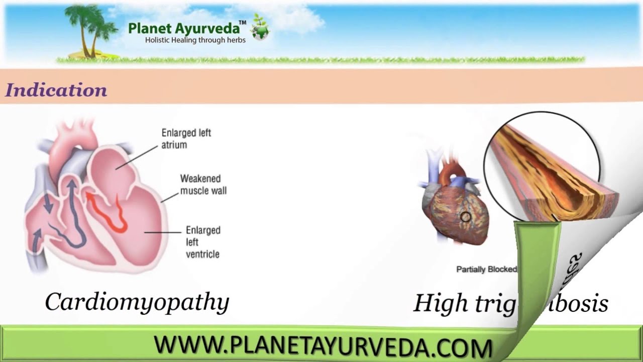 Terminalia Arjuna Health Benefits, Medicinal Uses & Properties YouTube