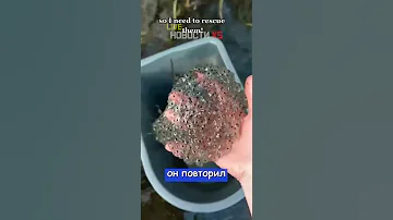 Блогер пытается создать армию лягушек