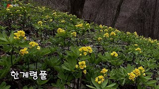 [ 들꽃이야기75번째 | 한계령풀1 ] 설악산 한계령 능선에서 발견되어 이름이 붙여졌고, 귀부인들이 달고다니는 황금 브로치를 연상시키며, 꽃말도 '보석'이다.