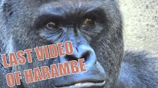 Gorilla Harambe Shot and Killed Today at the Cincinnati Zoo
