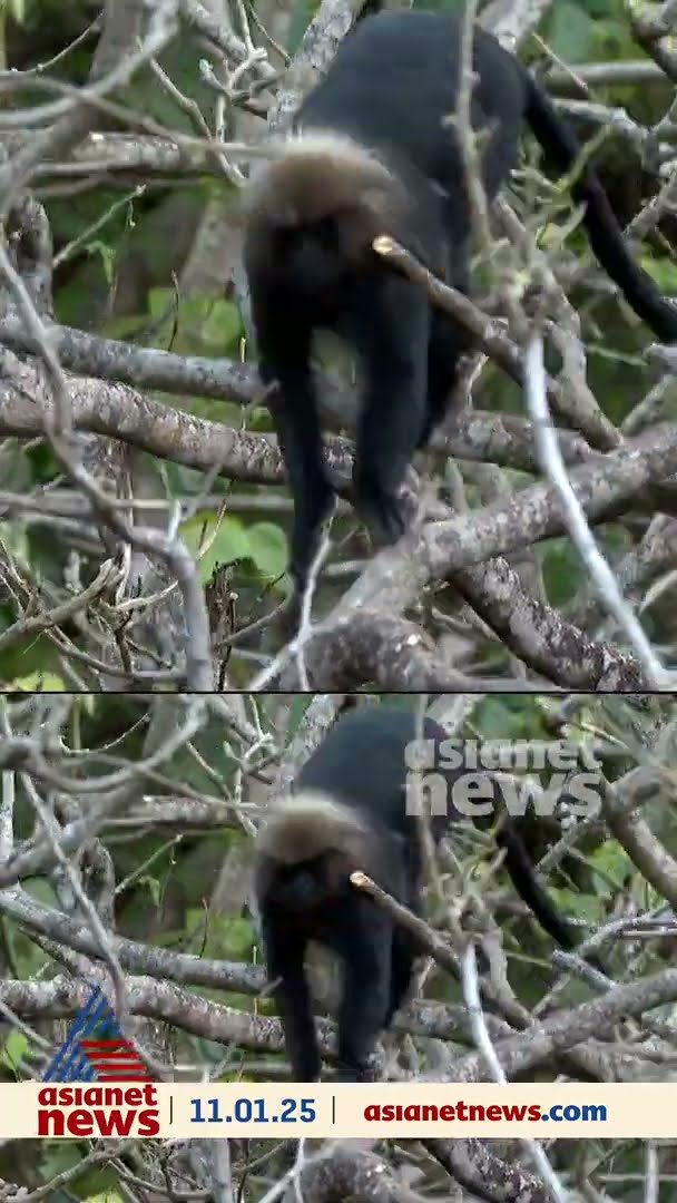കാനനഭംഗി തൊട്ടറിഞ്ഞുള്ള തീർത്ഥാടനം