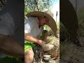 AQUI TEM A SENHA,BORA LIMPAR A GALINHA PRA COZINHAR, #viral #vaquejada #roça #toada #nordeste #agro