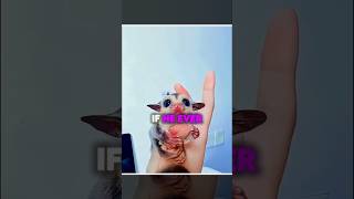 He Rescued and Raised a Tiny Sugar Glider 🥹❤️ #shorts #animals