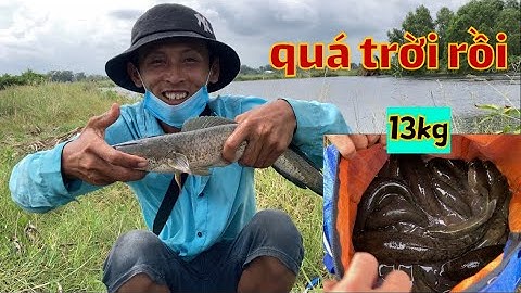 câu cá lóc | phá kỷ lục với 13kg cá lóc | 4k #rongchoimientay #lurecaloc #fishing #f35