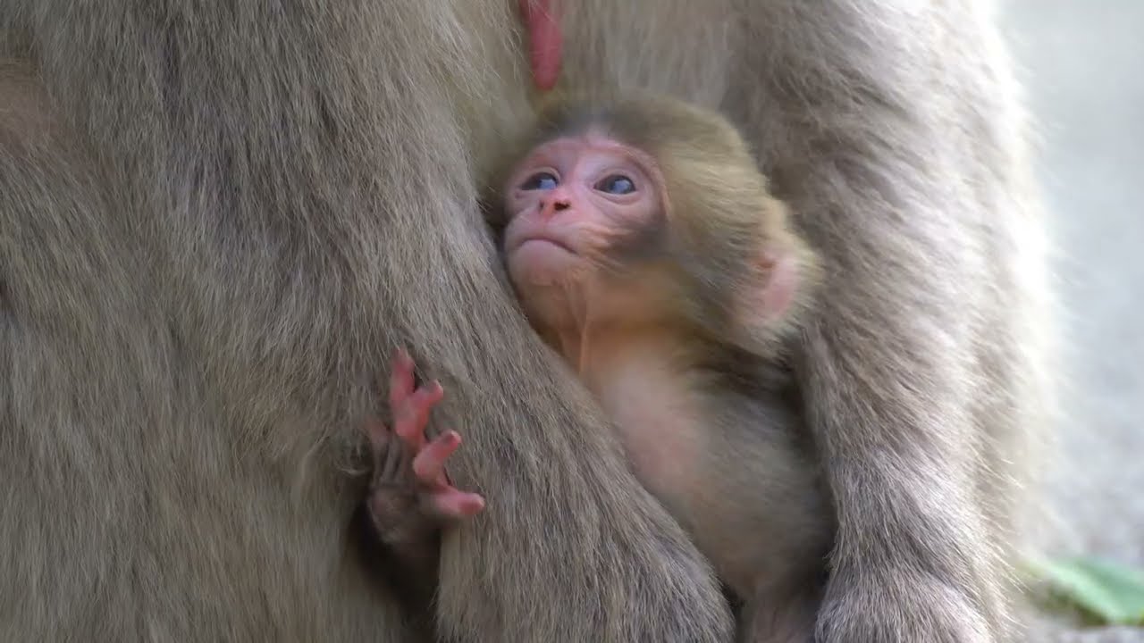 Baby Snow Monkey 2026 地獄谷野猿公苑 - YouTube