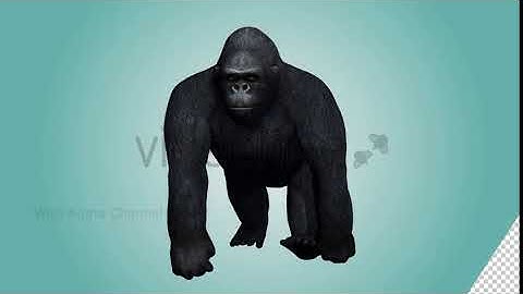 Gorilla Knuckle Walking Loop 03 | Motion Graphics - Envato elements