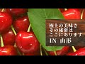 【限定販売】最高級のさくらんぼ「紅秀峰」を作るマルホ観光果樹園【イケメン】