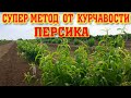 КУРЧАВОСТЬ ПЕРСИКА - ЕСТЬ РЕШЕНИЕ ! / peach curly solution