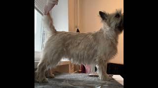 Cairn terrier grooming⎮Techniques and back