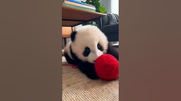 Wat mijn panda thuis doet 😂 #sora2 #shorts