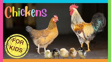 CHICKENS for Kids🐣 All about Baby Chicks for Kids and Toddlers🐓Chicken Facts🐥